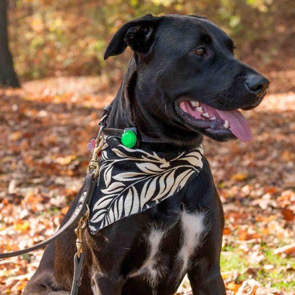 Guardian Dog Light – Waterproof, Ultra-Bright LED Clip-On Safety Light with Long Battery Life, Cold Weather Resistant, and Durable Outdoor Design for Pet Visibility and Safety